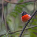 Solomons Robin (image by Pete Morris)