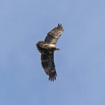Solomons Sea Eagle (image by Pete Morris)