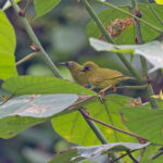 Solomons White-eyes (image by Pete Morris)