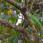 Song Parrots, Rennell (image by Pete Morris)
