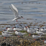 South American Terns (image by Pete Morris)