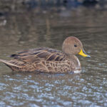 South Georgia Pintail (image by Pete Morris)