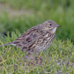 South Georgia Pipit (image by Pete Morris)