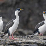 South Georgia Shags (image by Pete Morris)