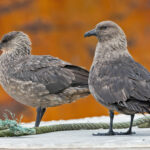 South Polar Skuas (image by Pete Morris)
