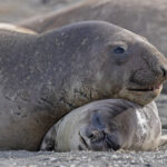 Southern Elephant Seals (image by Pete Morris)