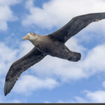 Southern Giant Petrel (image by Pete Morris)