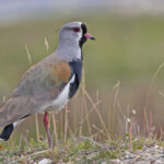 Southern Lapwing (image by Pete Morris)