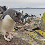 Southern Rockhopper Penguin (image by Pete Morris)
