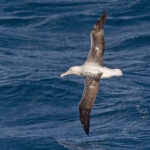 Southern Royal Albatross (image by Pete Morris)