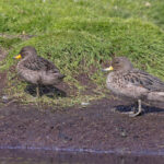 Speckled Teal (image by Pete Morris)