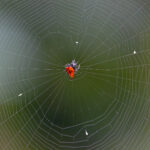 Spider sp (image by Pete Morris)