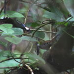 Spotted Jewel-babbler (image by Dáni Balla)