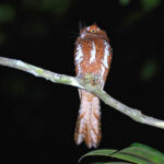 Starry Owlet-nightjar (image by János Oláh)
