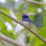 Steel-blue Flycatcher (image by Pete Morris)