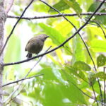 Streaked Berrypecker is a rarely seen species! (image by János Oláh)