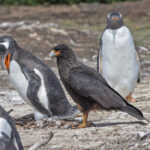 Striated Caracara (image by Pete Morris)