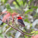 Sumba Myzomela (image by Graeme Wright)