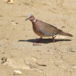 Sunda Collared Dove (image by Craig Robson)