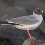 Swallow-tailed Gull (image by Pete Morris)
