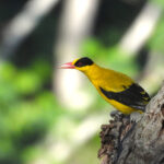 Tenggara Golden (Black-naped) Oriole (image by Graeme Wright)