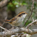 Thorn-tailed Ryadito (image by Pete Morris)