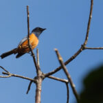 Timor Blue Flycatcher (image by Graeme Wright)