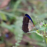 'Timor' Lacewing (image by Craig Robson)