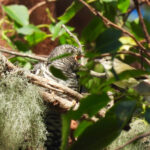 Timor Leaf Warbler feeding Sunda Cuckoo (image by Graeme Wright)