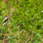 Timor Sparrow (image by Craig Robson)
