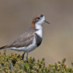 Two-banded Plover (image by Pete Morris)