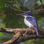 Ultramarine Kingfisher (image by Pete Morris)