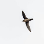 Uniform Swiftlet (image by Pete Morris)