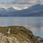 Upland Goose (image by Pete Morris)