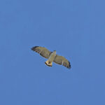 Variable Hawk (image by Pete Morris)