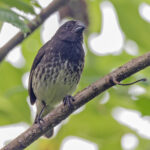 Vegetarian Finch (image by Pete Morris)