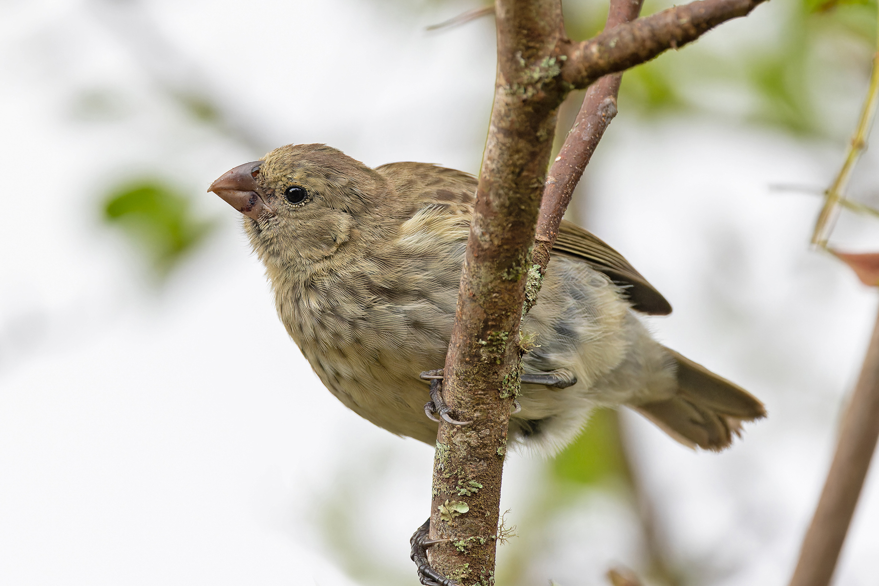 Vegetarian Finch (image by Pete Morris)