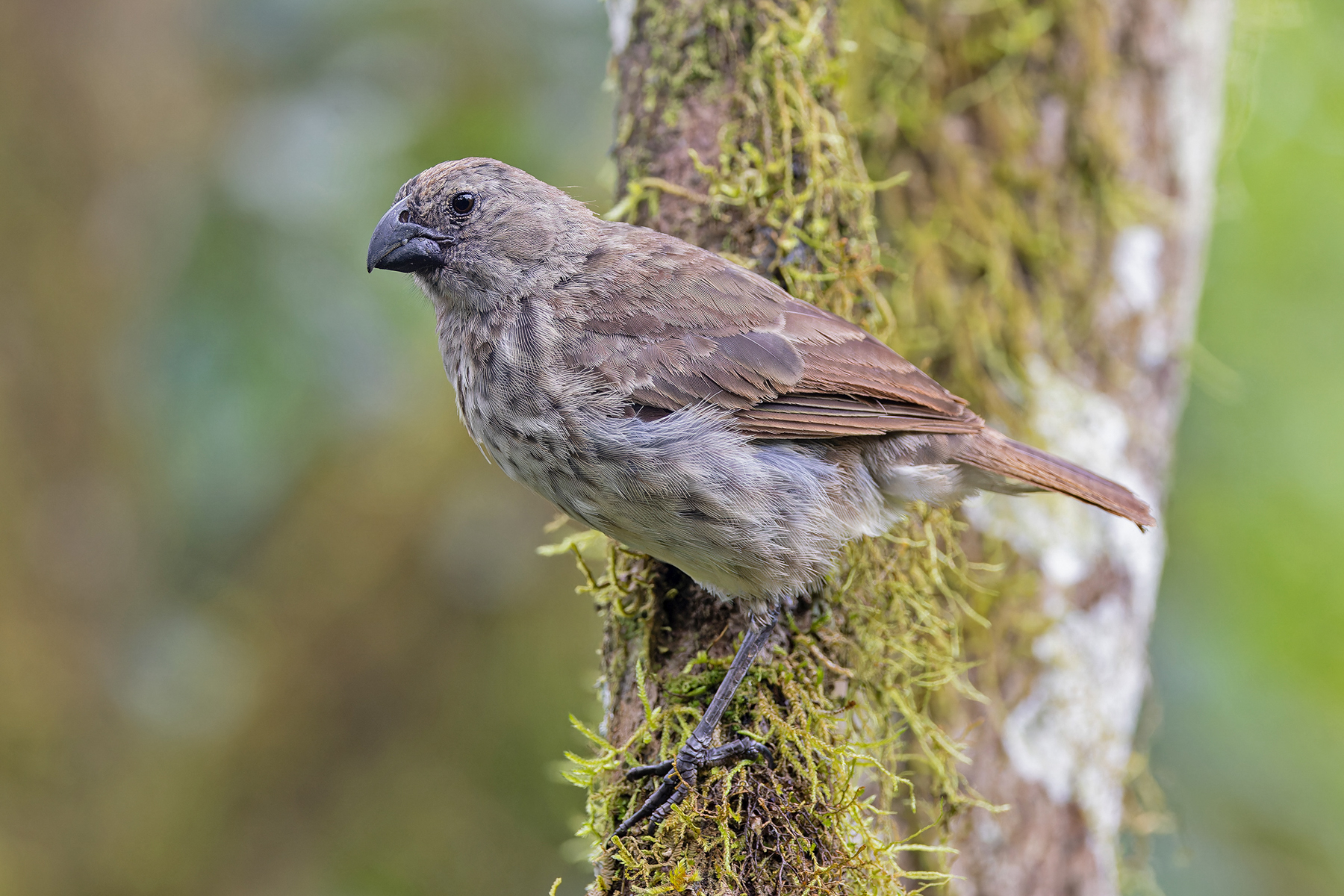 Vegetarian Finch (image by Pete Morris)