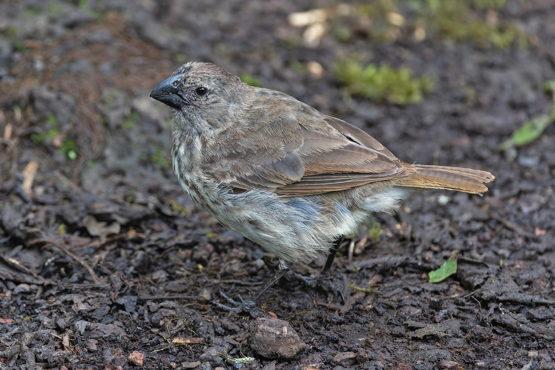 Vegetarian Finch (image by Pete Morris)