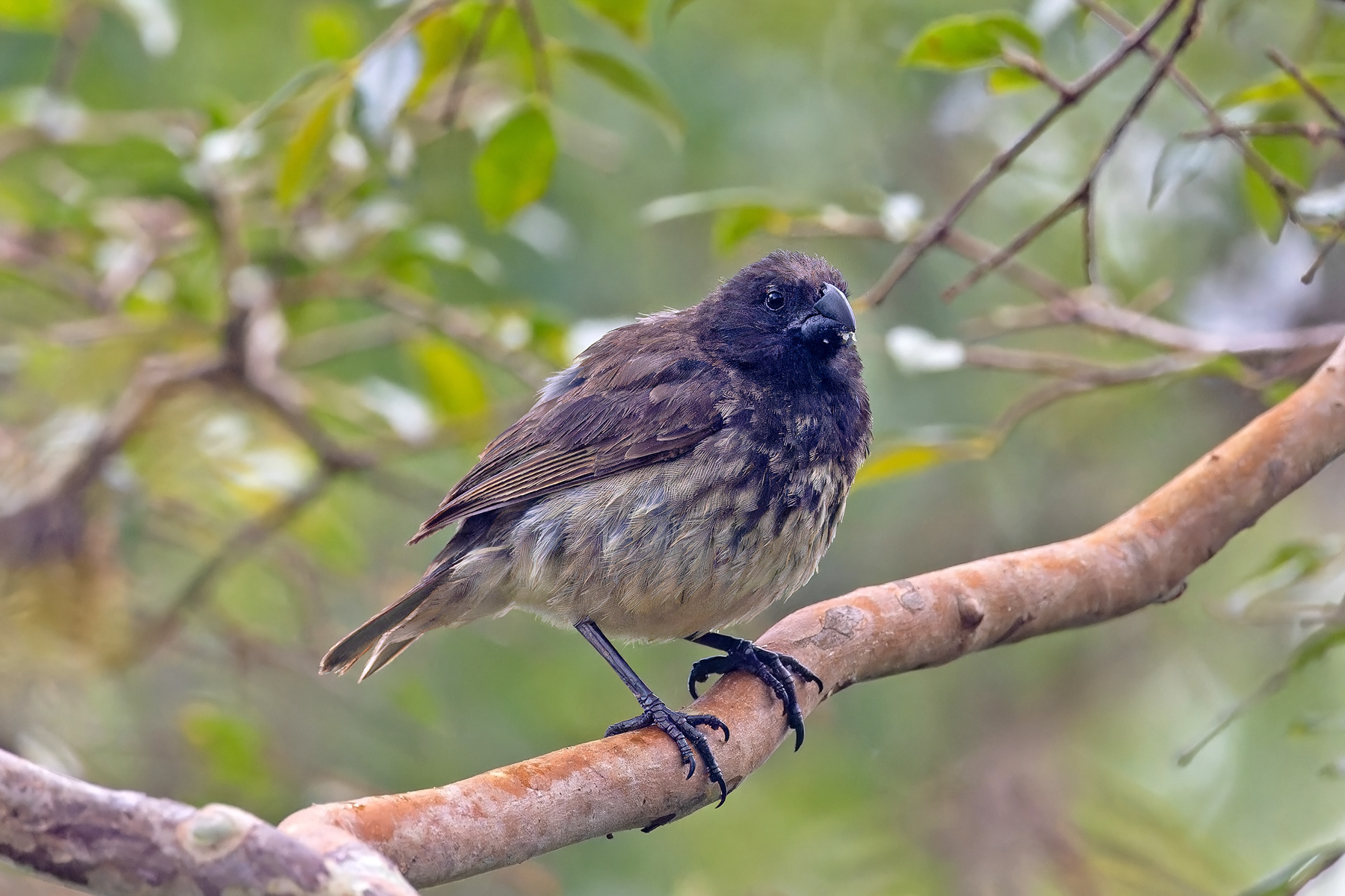 Vegetarian Finch (image by Pete Morris)