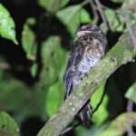 Wallace's Owlet-nightjar (image by János Oláh)