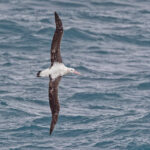 Wandering Albatross (image by Pete Morris)