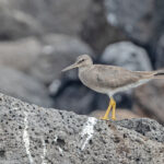 Wandering Tattler (image by Pete Morris)