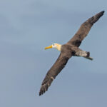 Waved Albatross (image by Pete Morris)