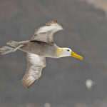 Waved Albatross (image by Pete Morris)