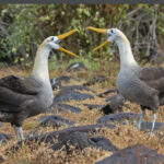 Waved Albatrosses (image by Pete Morris)