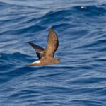 Wedge-rumped Storm Petrel (image by Pete Morris)