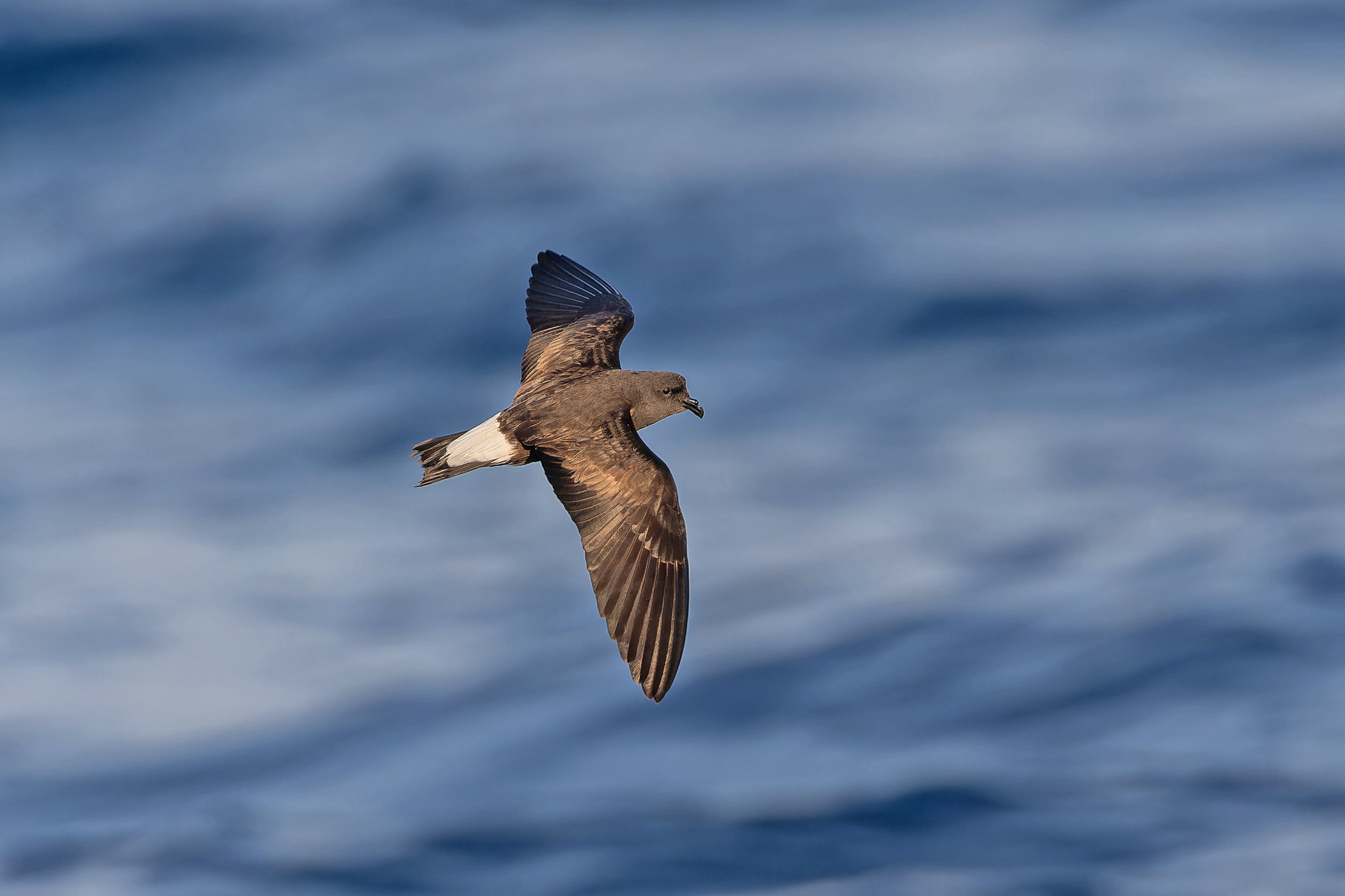 Wedge-rumped Storm Petrel (image by Pete Morris)