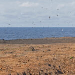 colony of Wedge-rumped Storm Petrels (image by Pete Morris)
