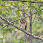 West Solomons Owl (image by Pete Morris)